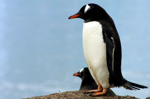 Antarctica