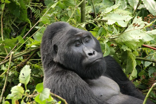 Uganda